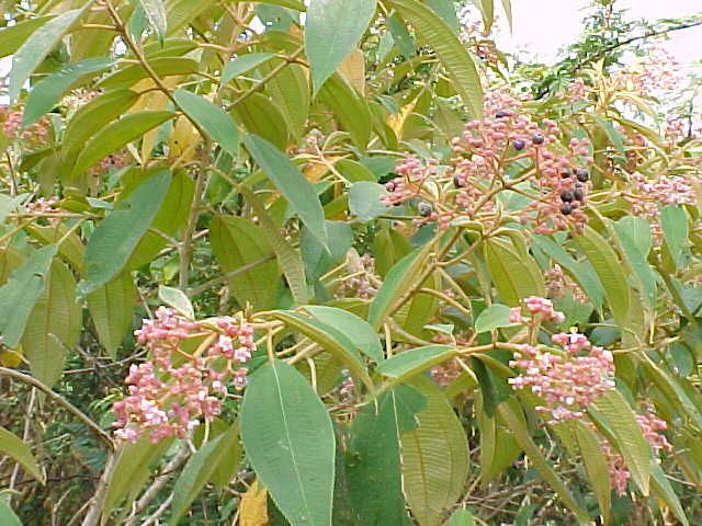 Conostegia xalapensis