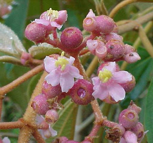 Conostegia xalapensis, flores y botones