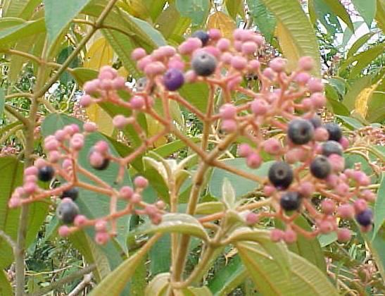 Conostegia xalapensis, inflorescencia