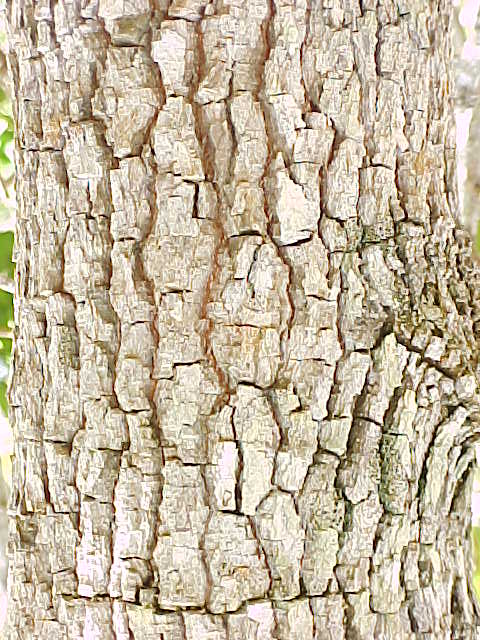 Abarema obovalis, corteza
