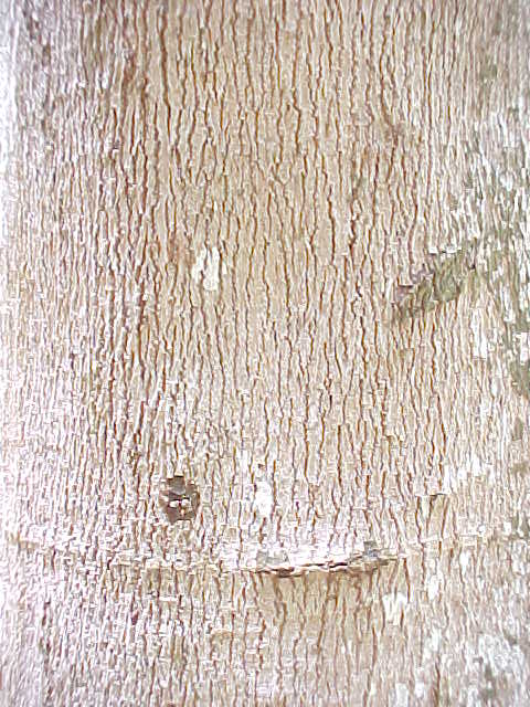Alchornea latifolia, corteza