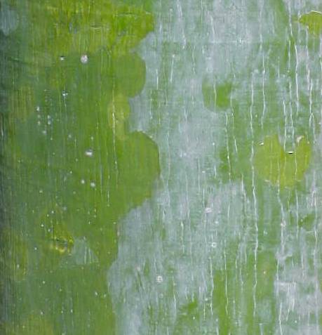 Bombacopsis cubensis, corteza