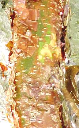 Bursera shaferi, bark