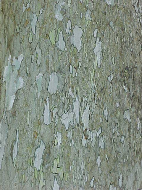 Canella winterana, bark