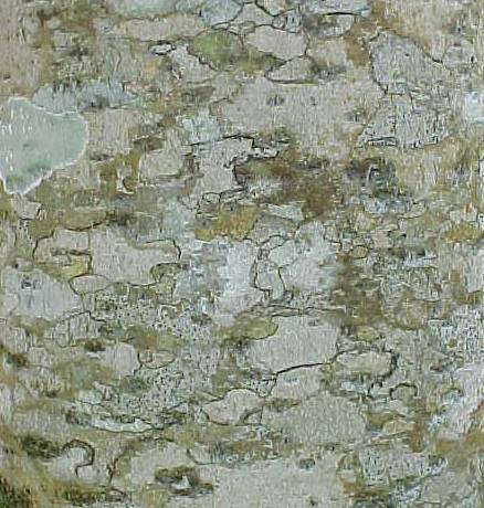 Clusia rosea, bark