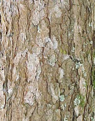 Comocladia dentata, bark