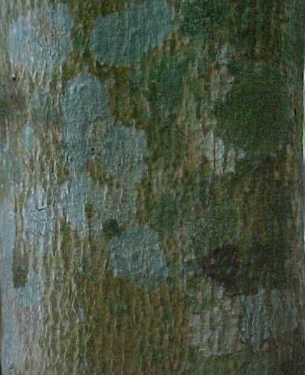 Croton corylifolius, corteza