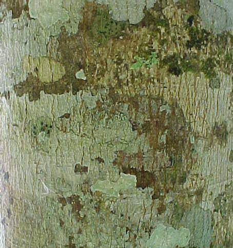 Cupania americana, corteza