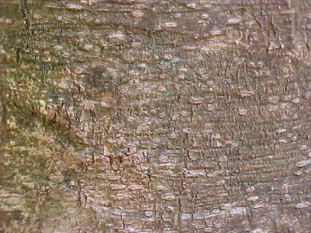 Dendropanax arboreus, corteza