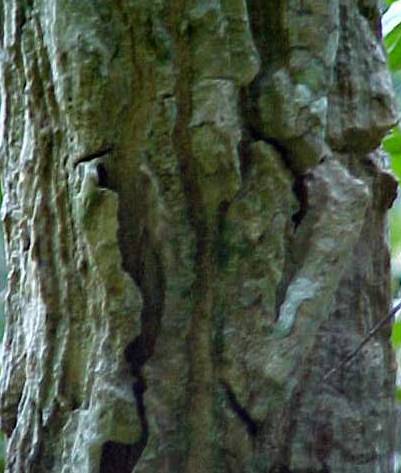 Ekmanianthe actinophylla, corteza