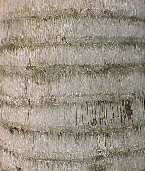 Gaussia princeps, corteza