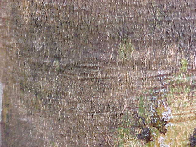 Gossypiospermum praecox, bark