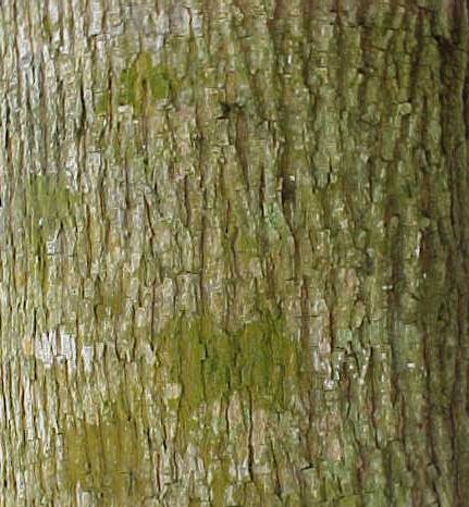 Guazuma ulmifolia, bark