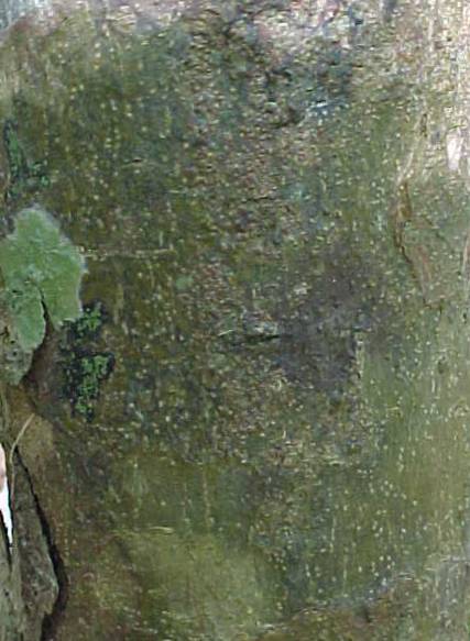 Gymnanthes lucida, corteza