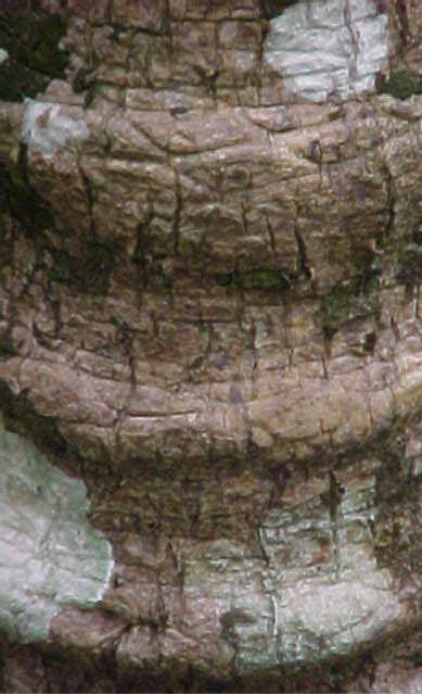 Microcycas calocoma, corteza