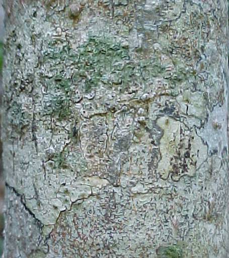 Omphalea hypoleuca, bark
