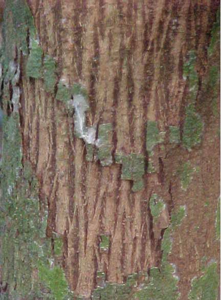 Oxandra lanceolata, corteza