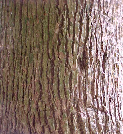 Pera oppositifolia, bark
