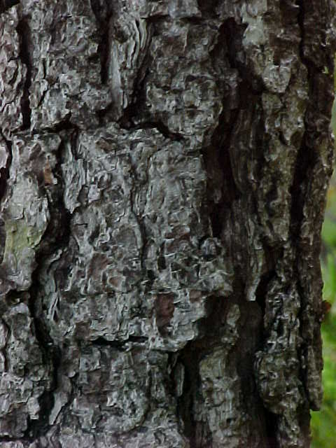 Pinus tropicalis, corteza