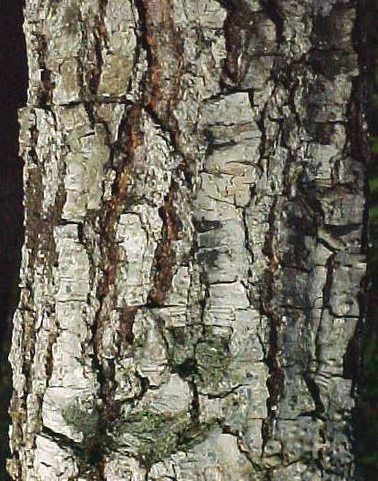 Quercus oleoides subsp. sagraeana, corteza