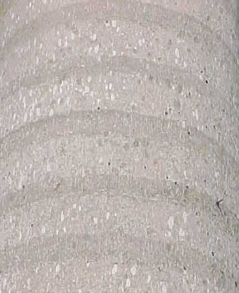 Roystonea regia, corteza