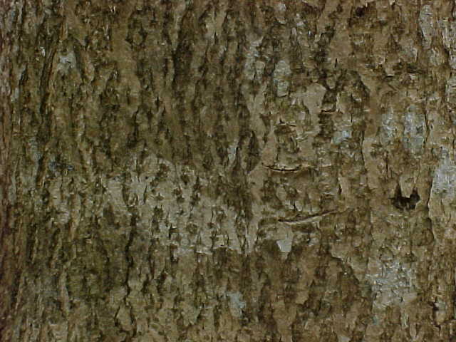 Spathodea campanulata, bark