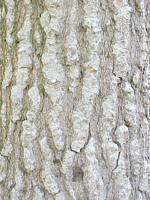 Spondias mombin, bark