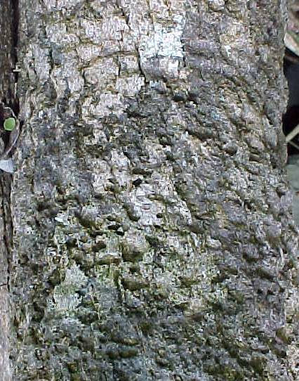 Thrinax morrisii, corteza