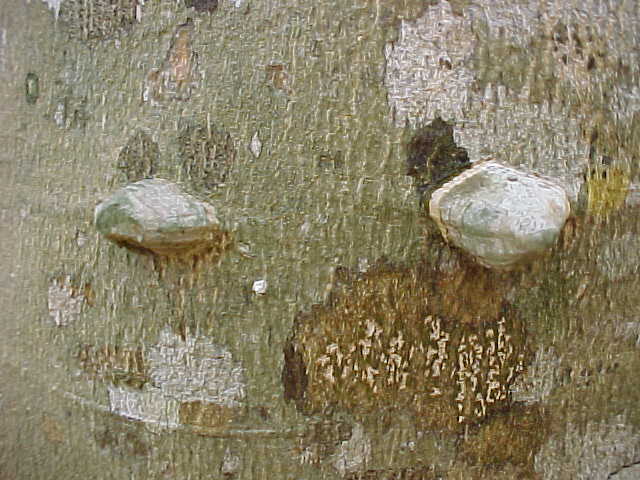 Zanthoxylum martinicense, spines on the trunk