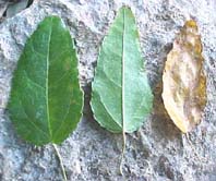 Croton corylifolius