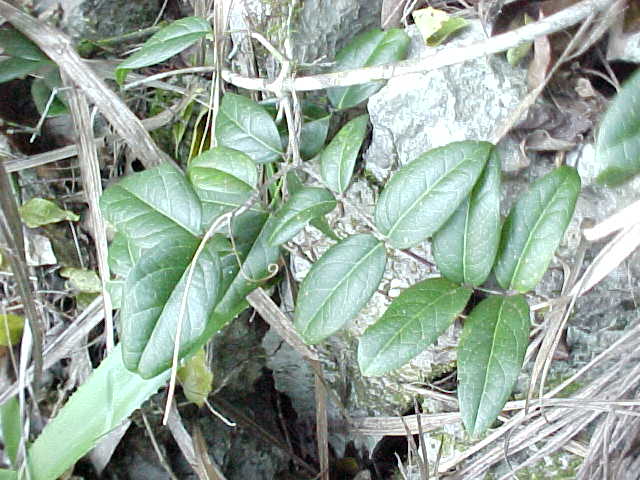 Cuervea integrifolia