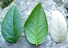 Cuervea integrifolia