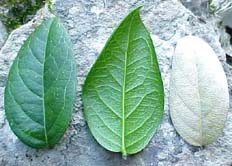 Cuervea integrifolia