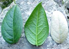 Cuervea integrifolia