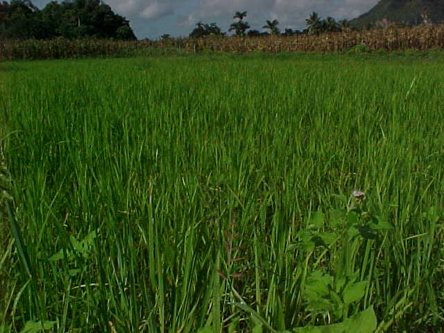 rice cultivation