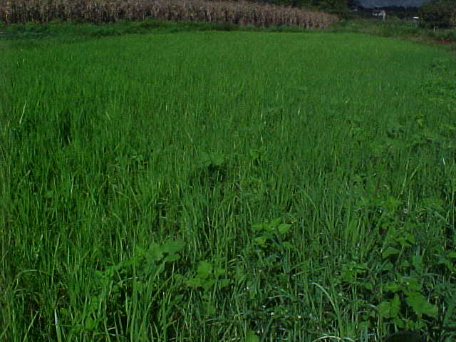 rice cultivation