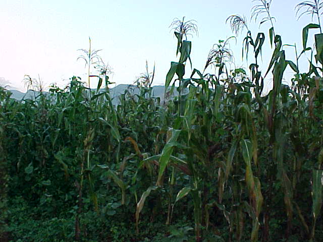 maize cultivation