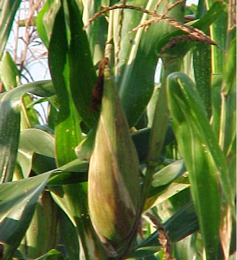 Population genetics of albinism in zea mays essay picture