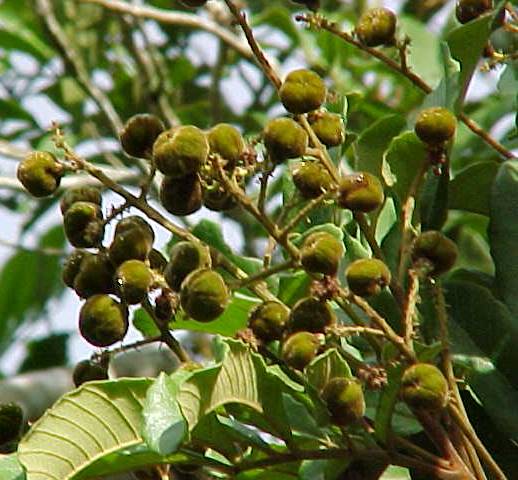Cupania americana, frutos