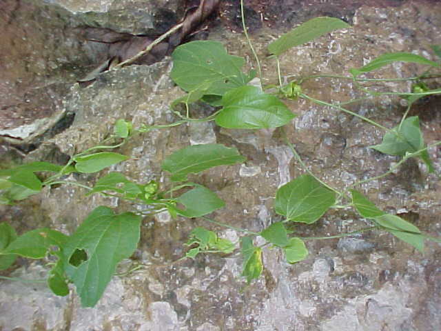 Dalechampia denticulata