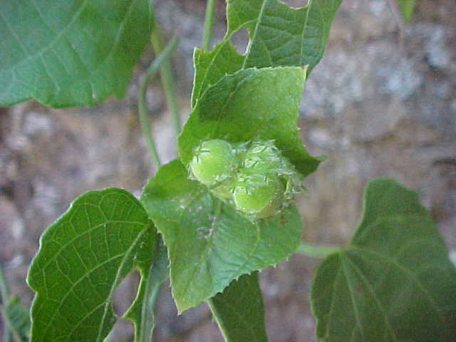 Dalechampia denticulata