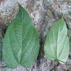 Dalechampia denticulata