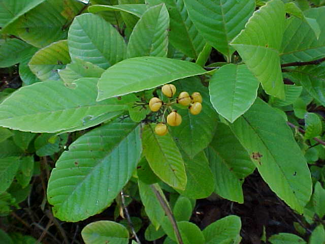 Davilla rugosa