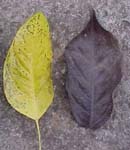 Dendropanax arboreus