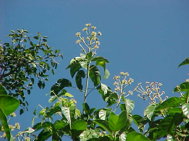Dendropanax arboreus