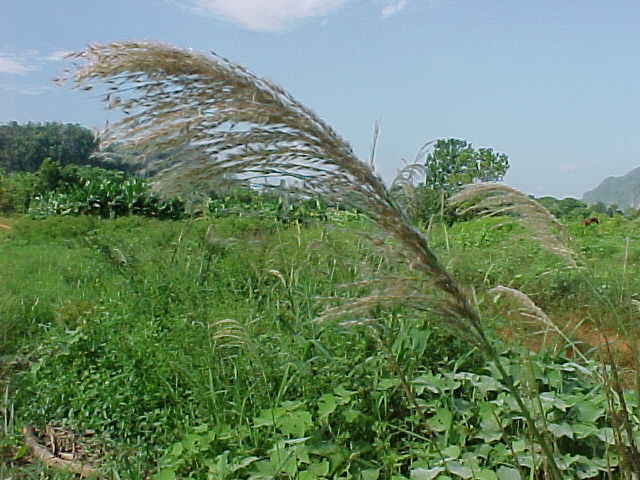 Digitaria insularis, inflorescencia