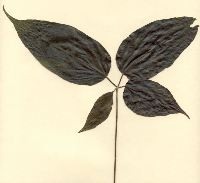 Ekmanianthe actinophylla, hoja