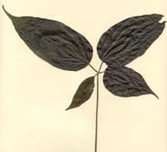 Ekmanianthe actinophylla