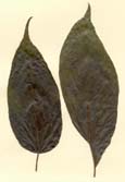 foliolos de Ekmanianthe actinophylla