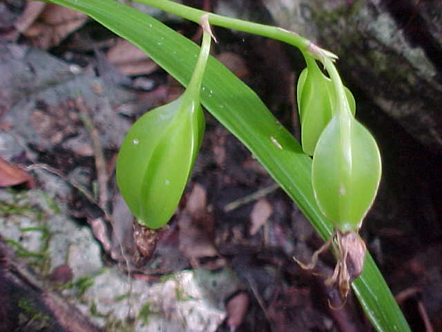 Encyclia cochleata